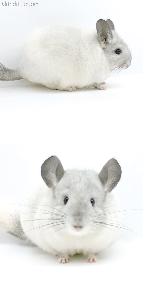 19326 Premium Production White Mosaic Female Chinchilla