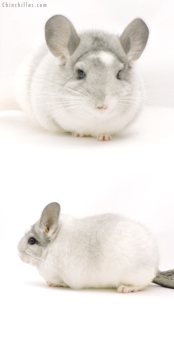 19332 Blocky Premium Production Quality White Mosaic Female Chinchilla