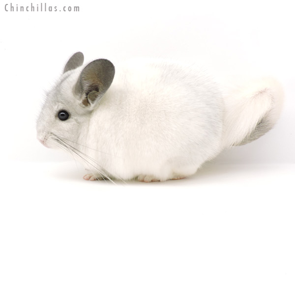 19334 Show Quality White Mosaic Male Chinchilla