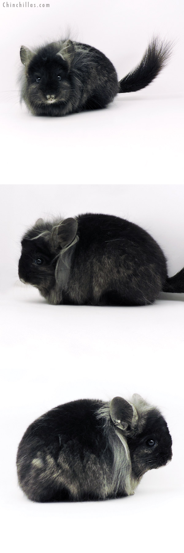 19339 Ebony G2  Royal Persian Angora Male Chinchilla