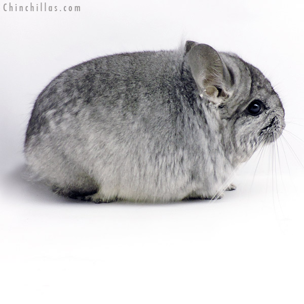 19338 Blocky Standard ( Ebony & Locken Carrier )  Royal Persian Angora Male Chinchilla