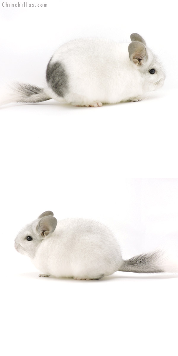 19341 Premium Production Quality Unique White Mosaic Female Chinchilla