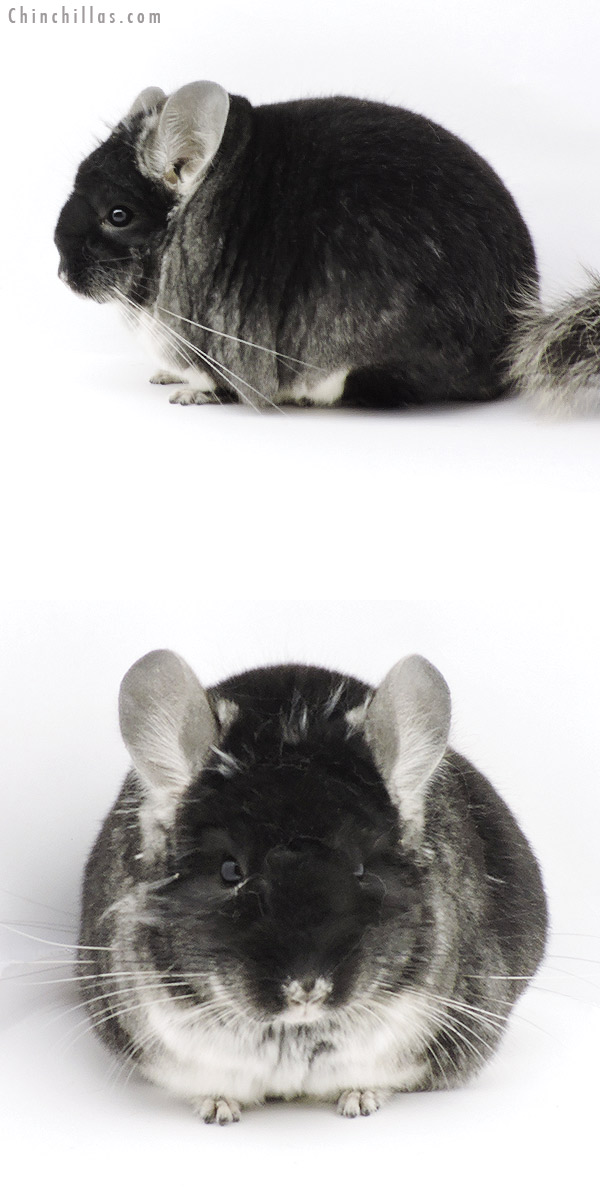 19318 Blocky Premium Production Quality Black Velvet Female Chinchilla