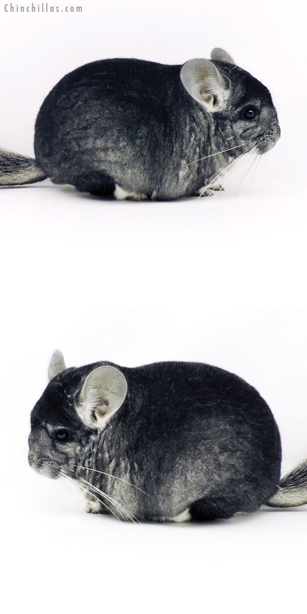 19344 Large Blocky Herd Improvement Quality Standard Male Chinchilla