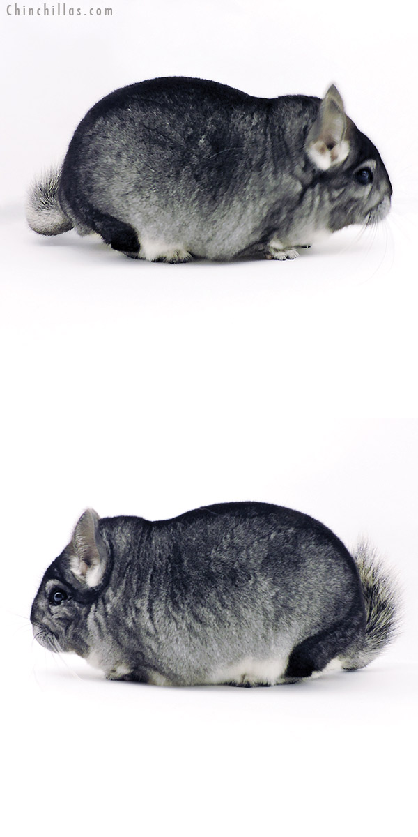 19343 Large Blocky Herd Improvement Quality Standard Male Chinchilla