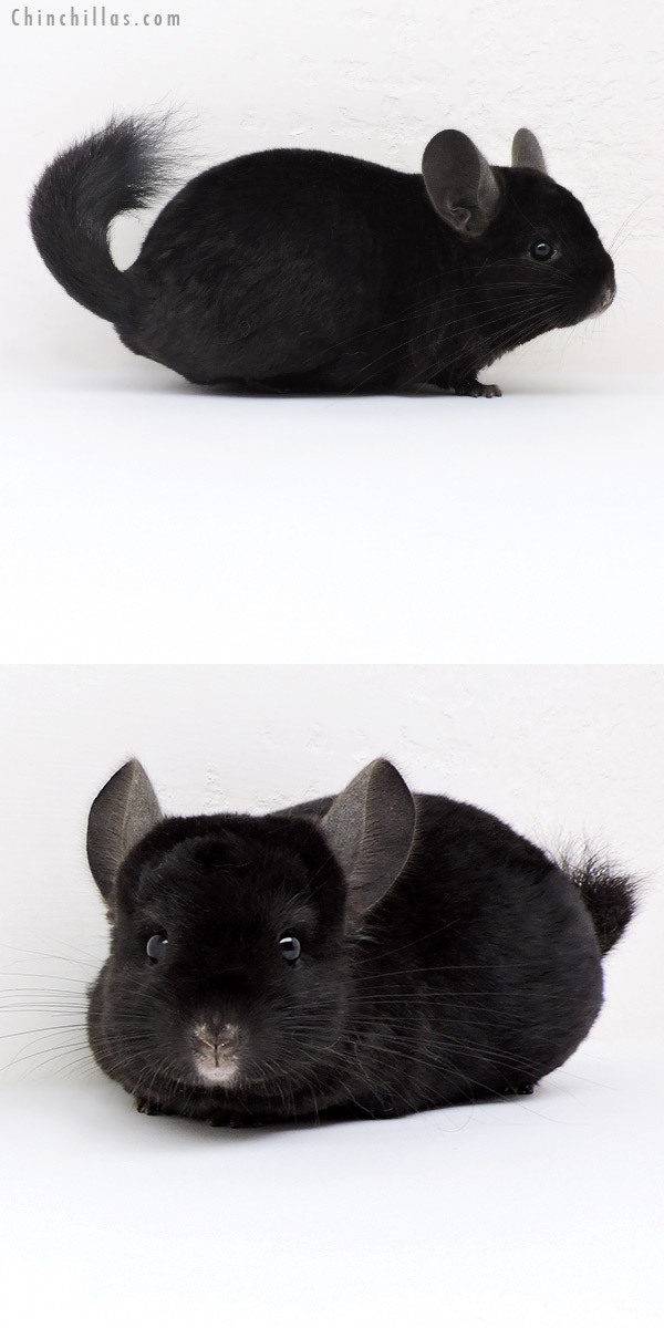 18190 Ebony ( Locken Carrier ) Female Chinchilla