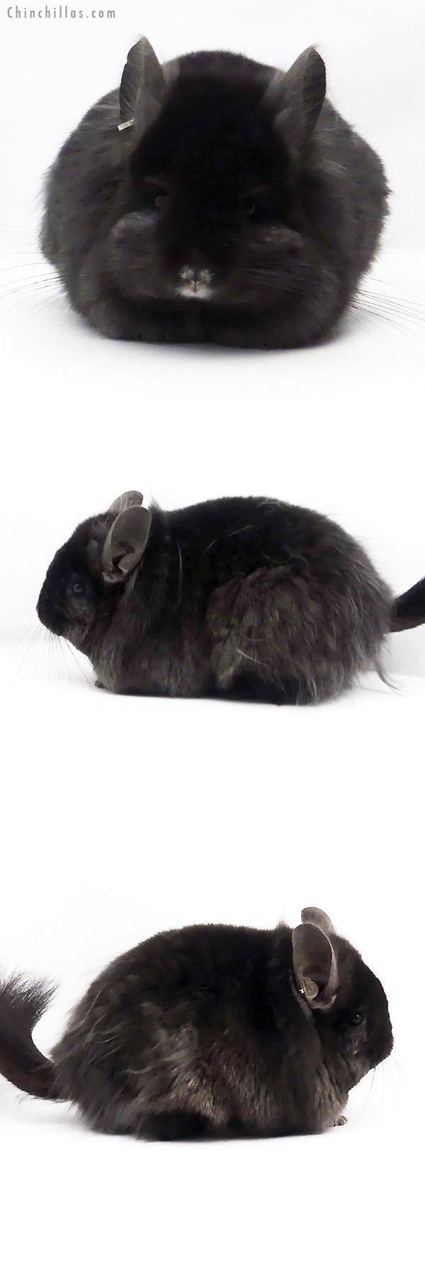 19345 Ebony ( Locken Carrier ) G2  Royal Persian Angora Female Chinchilla