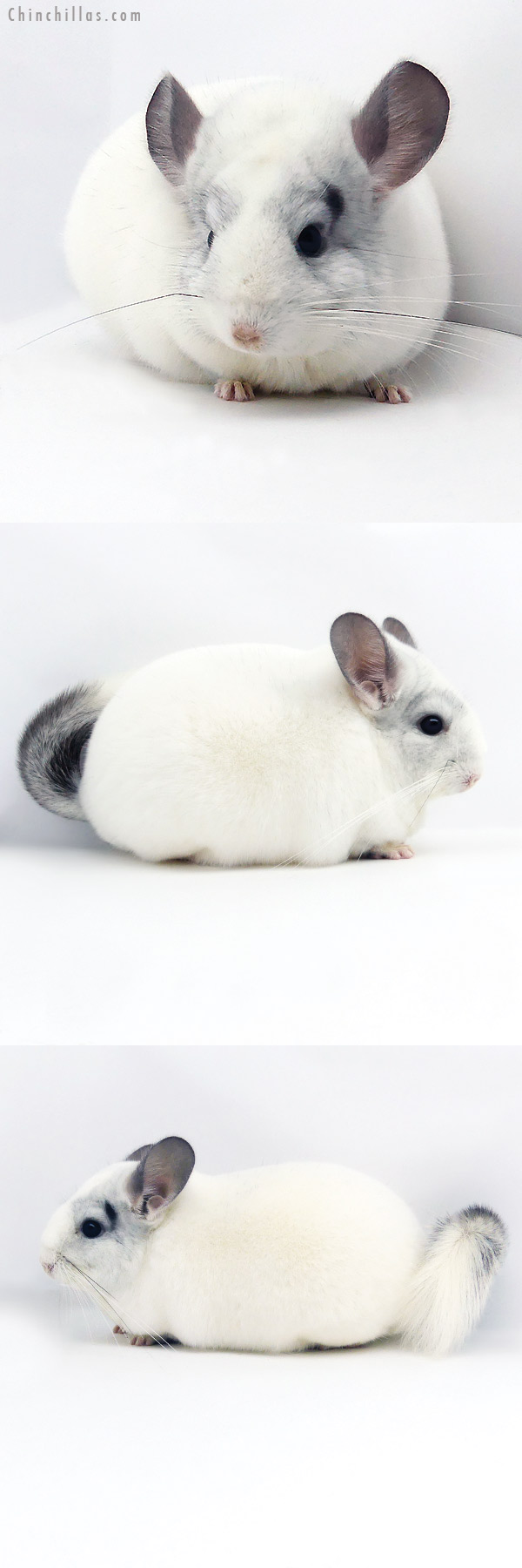 19348 Premium Production Quality Predominantly White Female Chinchilla