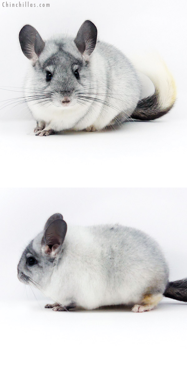 19347 Premium Production Quality Ebony & White Mosaic Female Chinchilla