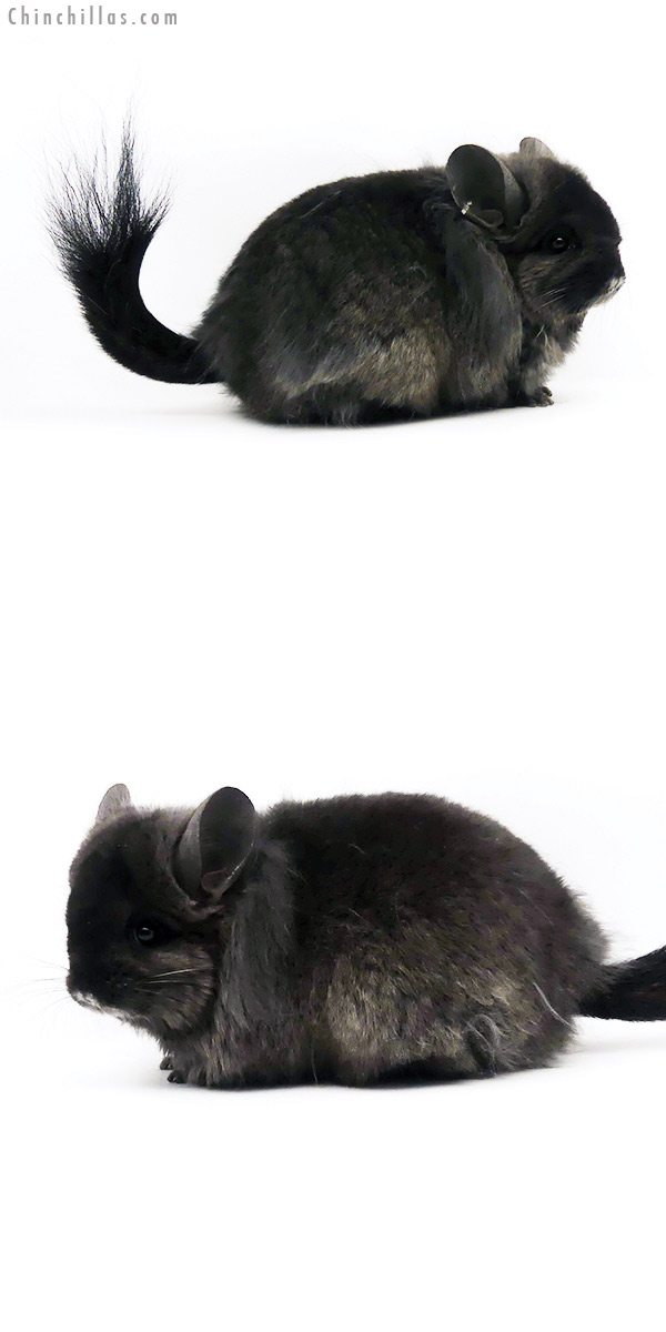 19346 Ebony ( Locken Carrier ) G2  Royal Persian Angora Female Chinchilla