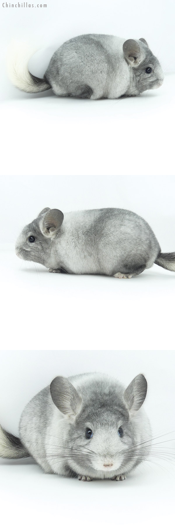 19364 Blocky Premium Production Quality Ebony & White Mosaic ( Violet Carrier ) Female Chinchilla