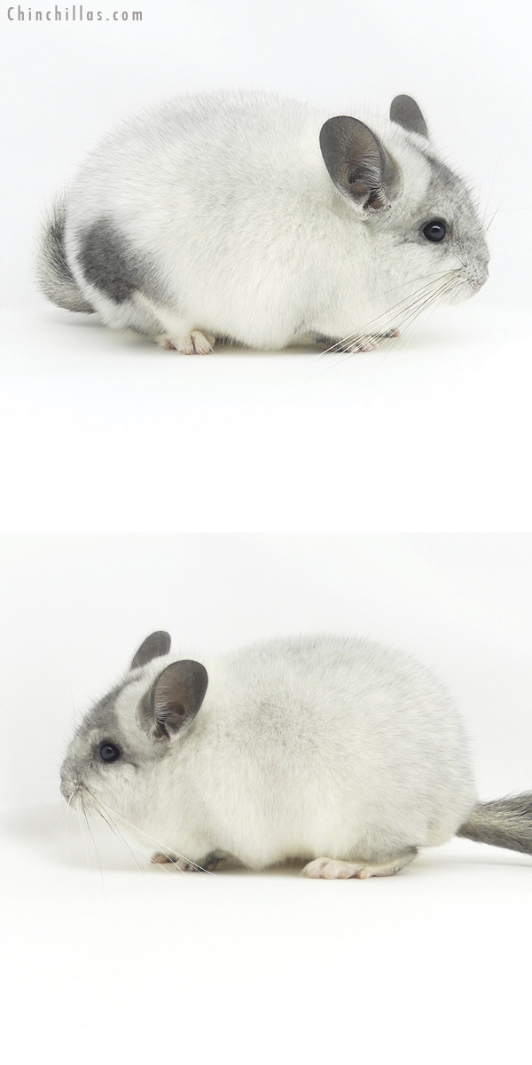 19349 Herd Improvement Quality Unique Silver Mosaic Male Chinchilla