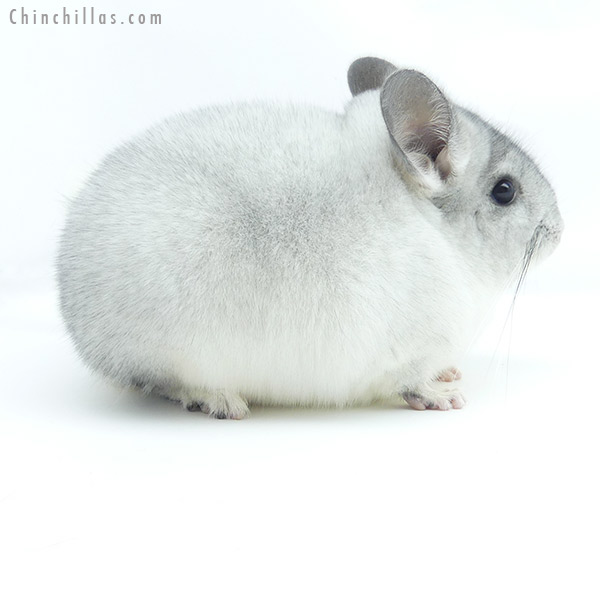 19355 Show Quality Silver Mosaic Female Chinchilla