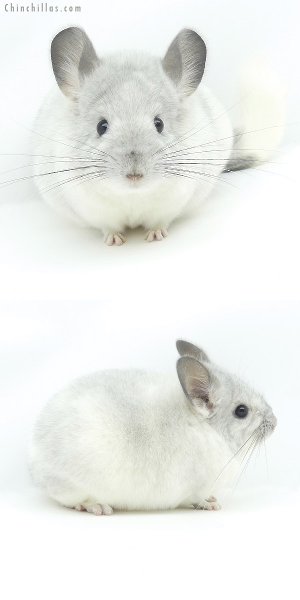 19356 Premium Production Quality White Mosaic Female Chinchilla