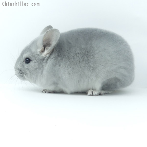 19358 Premium Production Quality Blue Diamond Female Chinchilla