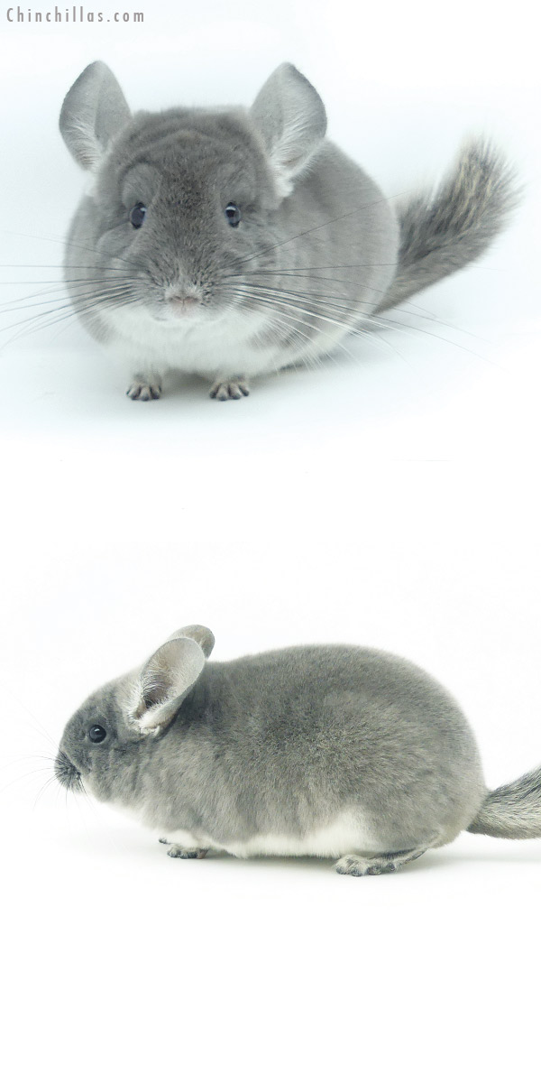 19361 Premium Production Quality TOV Violet Female Chinchilla