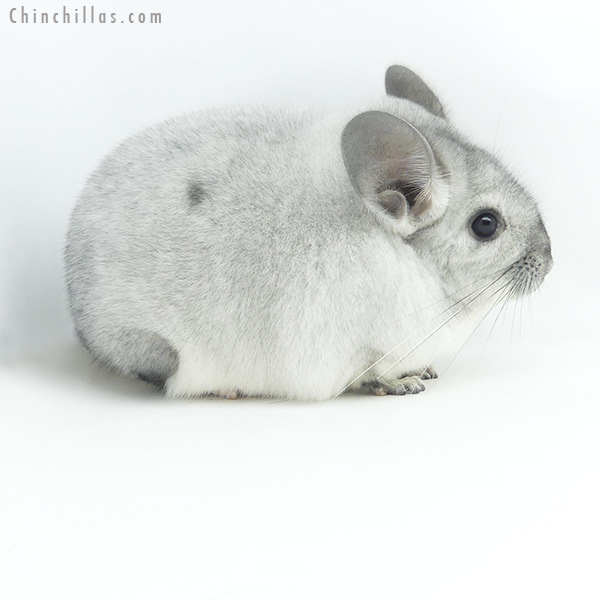 19362 Large Premium Production Quality Silver Mosaic Female Chinchilla