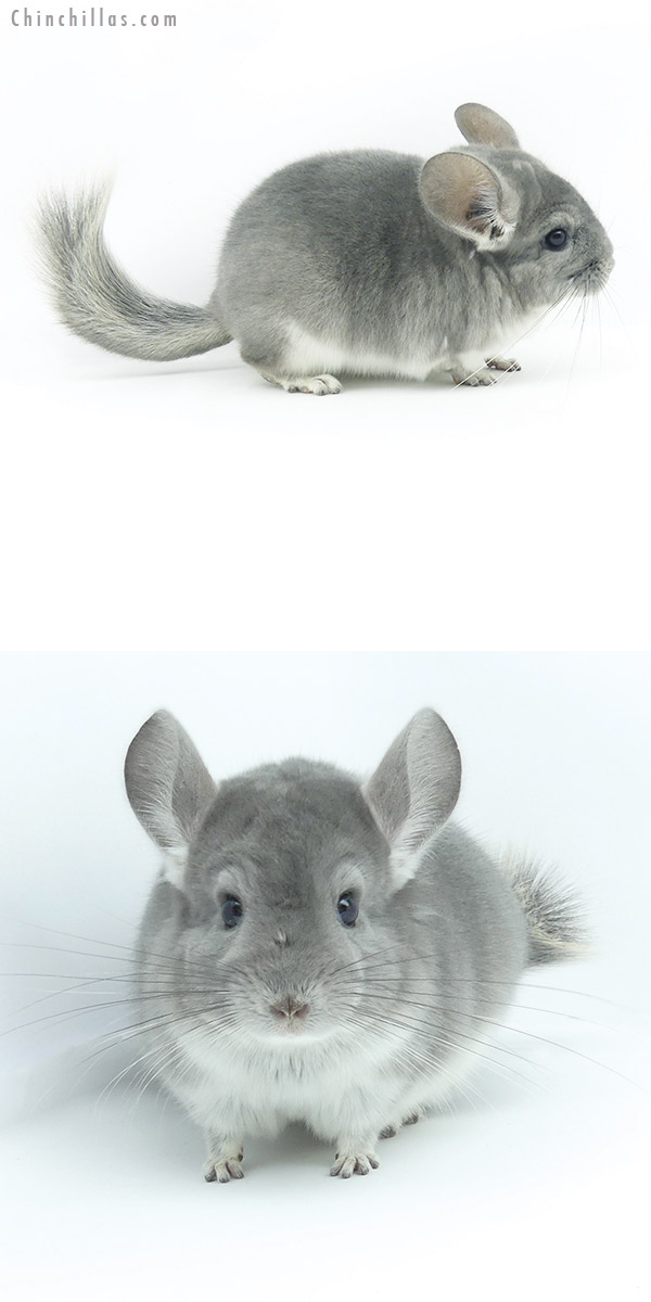 19350 Top Show Quality Violet Male Chinchilla