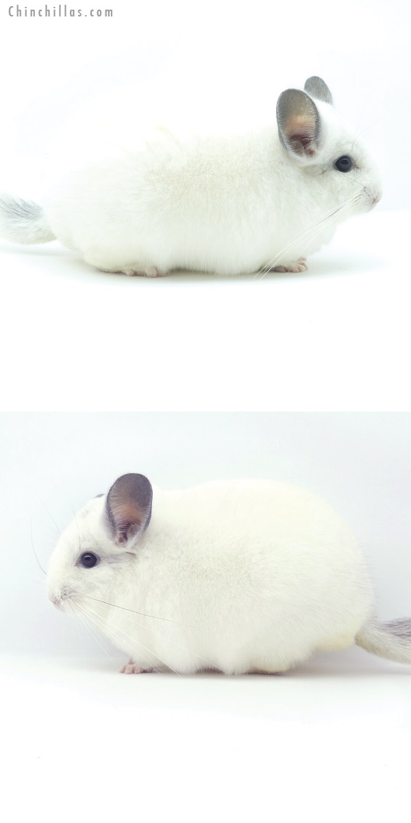 19352 Blocky Herd Improvement Quality Predominantly White Male Chinchilla