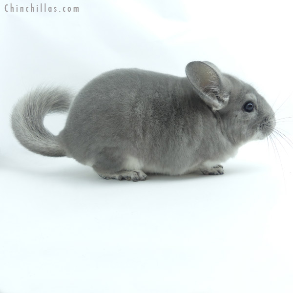 19354 Top Show Quality Blue Diamond Male Chinchilla