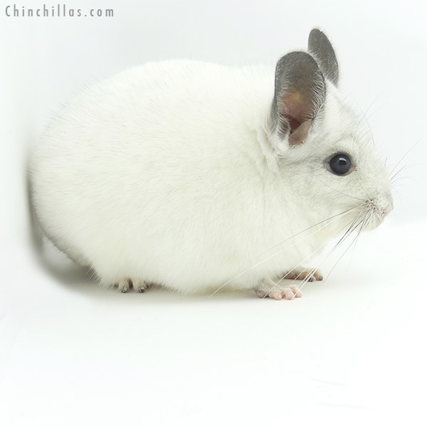 19365 Herd Improvement Quality Predominantly White Male Chinchilla