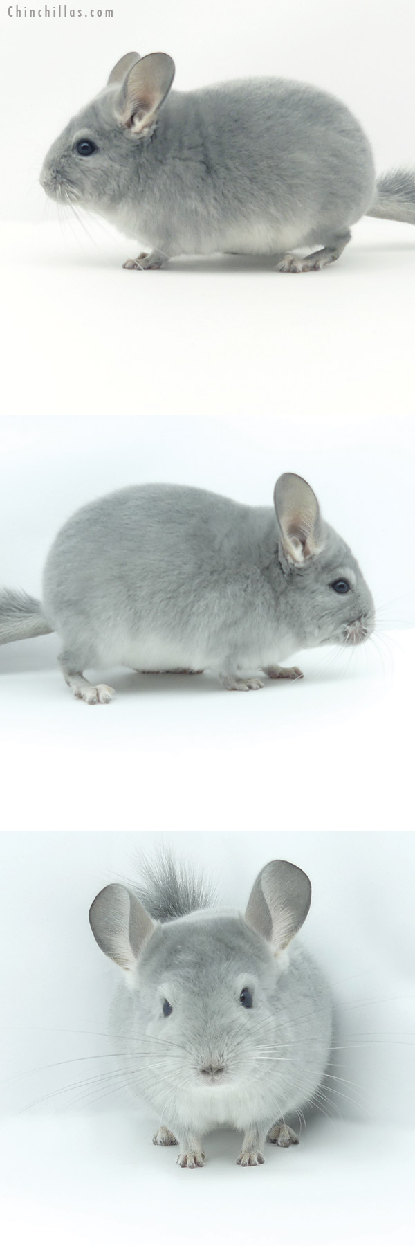 19366 Show Quality Blue Diamond Male Chinchilla