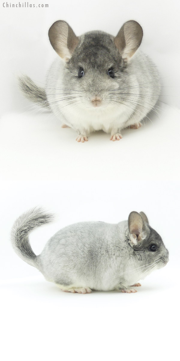 19367 Herd Improvement Quality White Mosaic Male Chinchilla