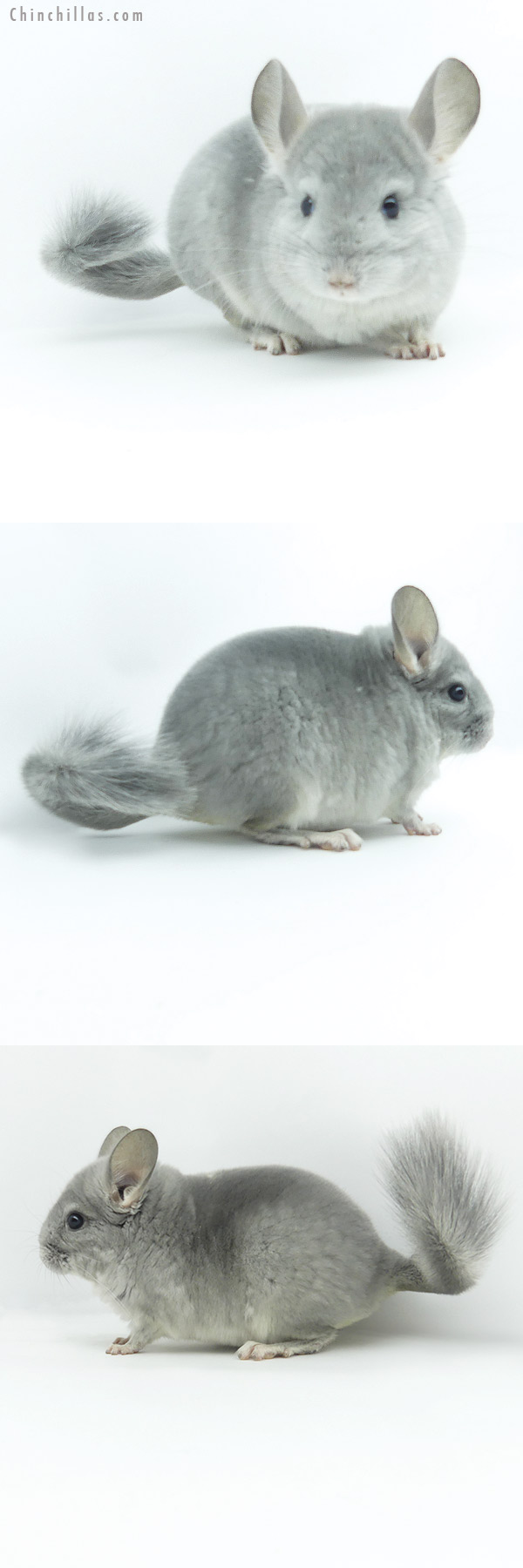 19368 Show Quality Blue Diamond Male Chinchilla