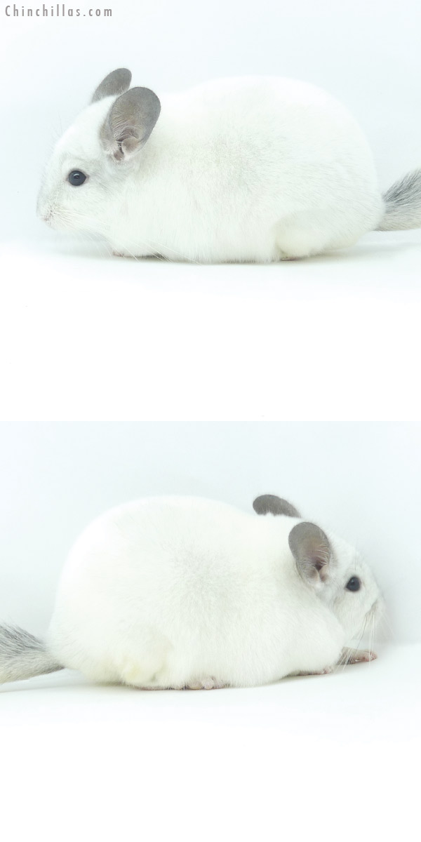 19369 Herd Improvement Quality Predominantly White Male Chinchilla