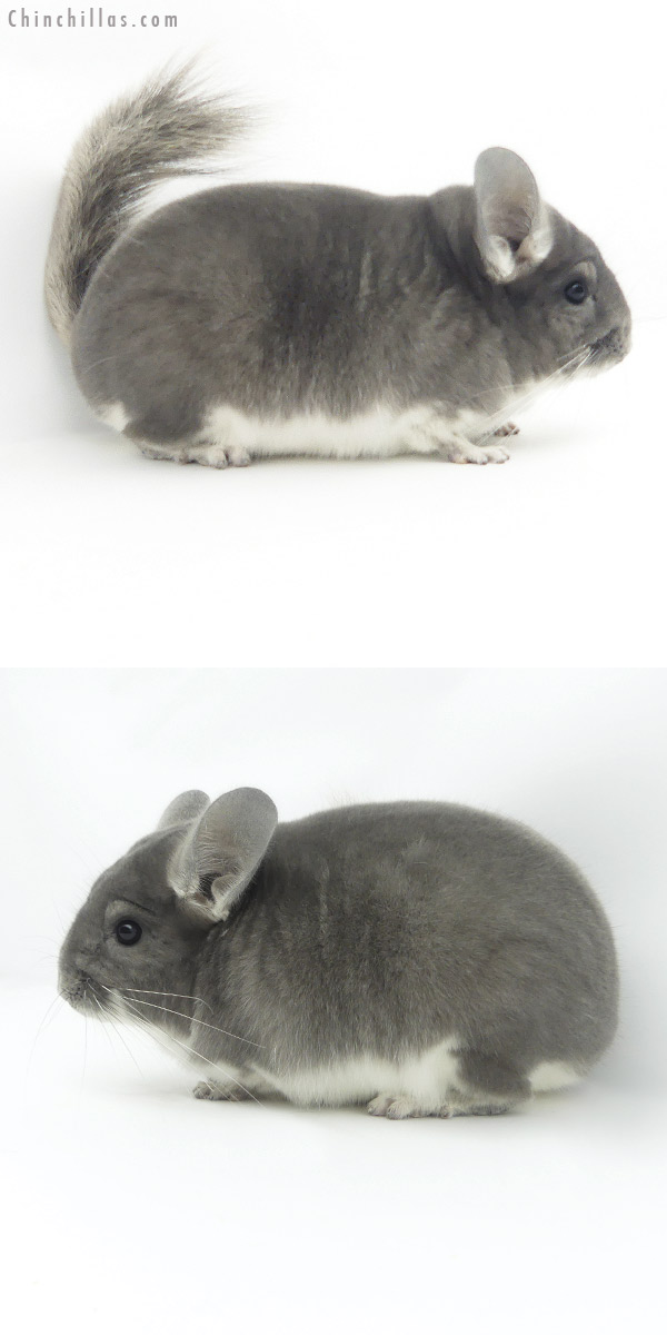 19370 Blocky Herd Improvement Quality Violet Male Chinchilla