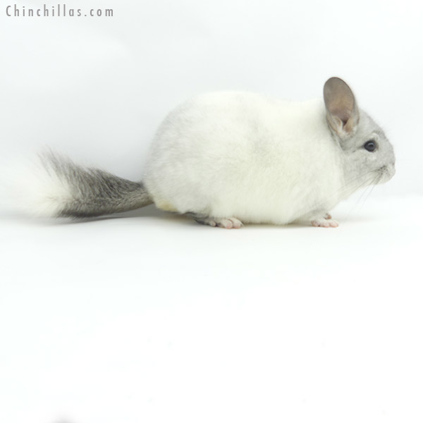 19372 Herd Improvement Quality White Mosaic Male Chinchilla