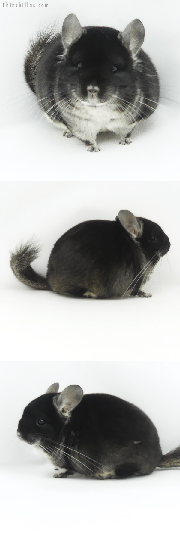 19373 Exceptional Blocky Mini Black Velvet Male Chinchilla