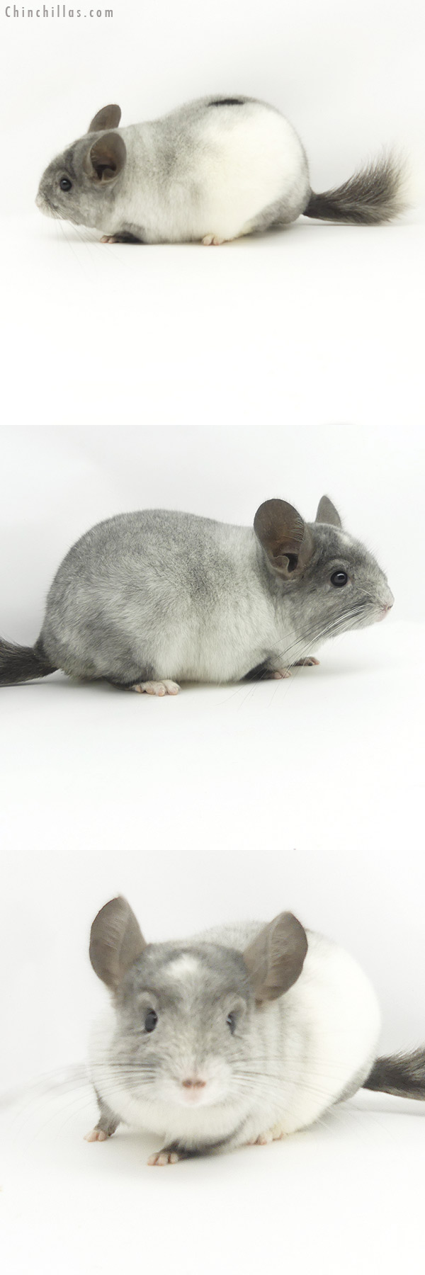 19374 Show Quality Tri-tone White Mosaic Male Chinchilla