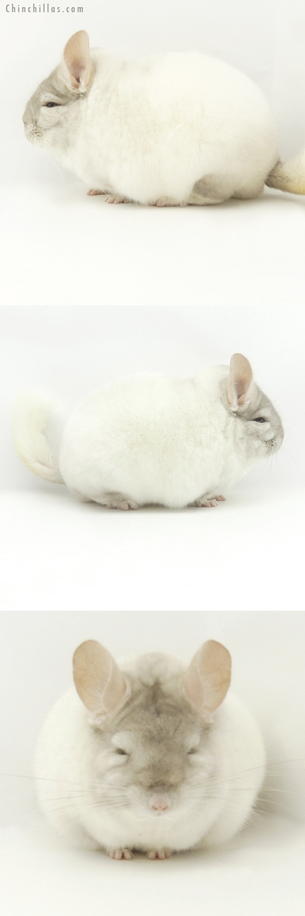 19371 Large Blocky Herd Improvement Quality Section Champion Pink White Male Chinchilla