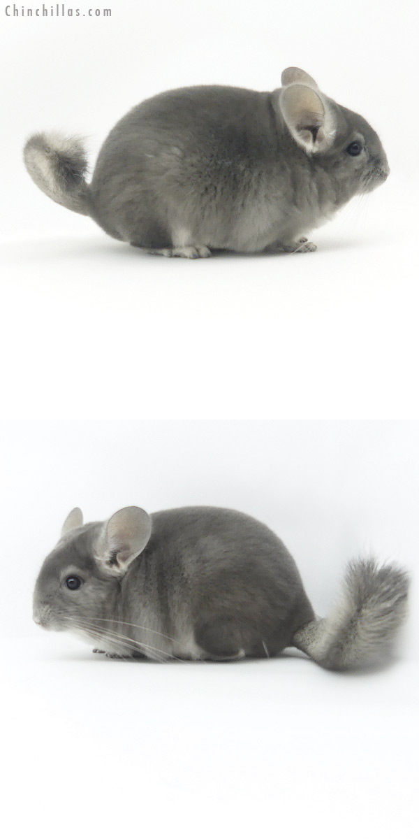 19376 Herd Improvement Quality Violet Male Chinchilla