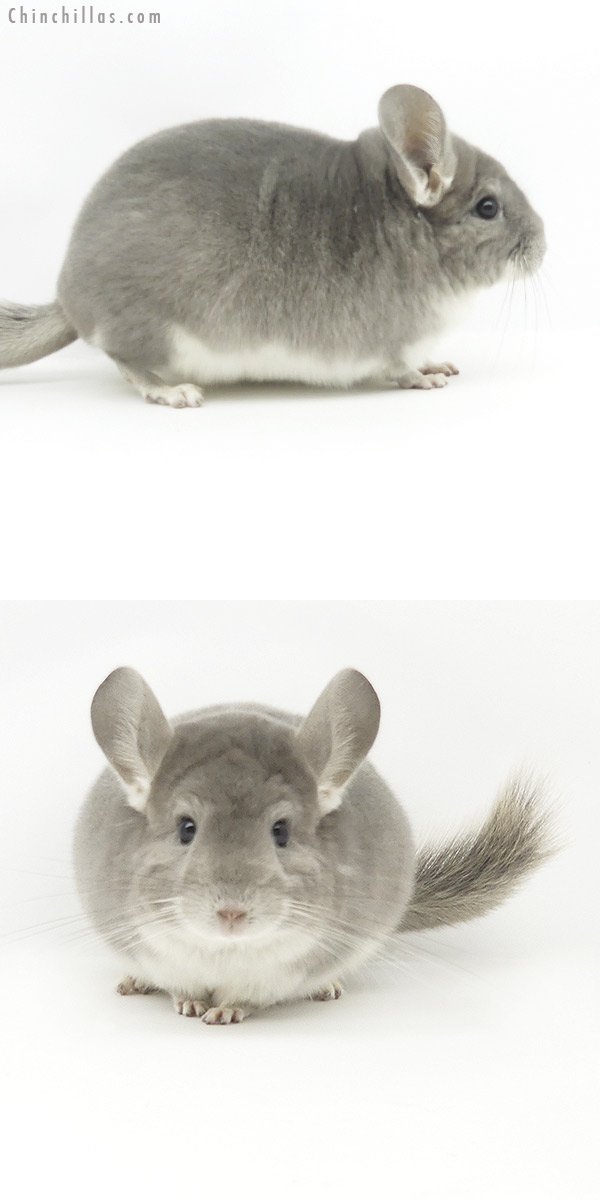 19377 Top Show Quality Violet Male Chinchilla