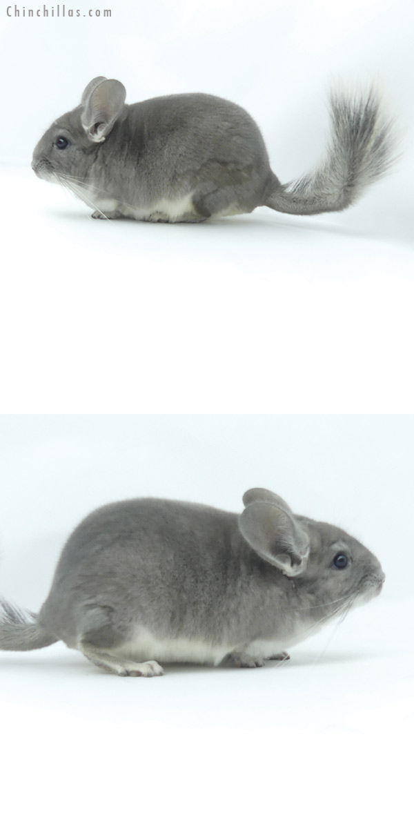 19378 Show Quality Violet Male Chinchilla