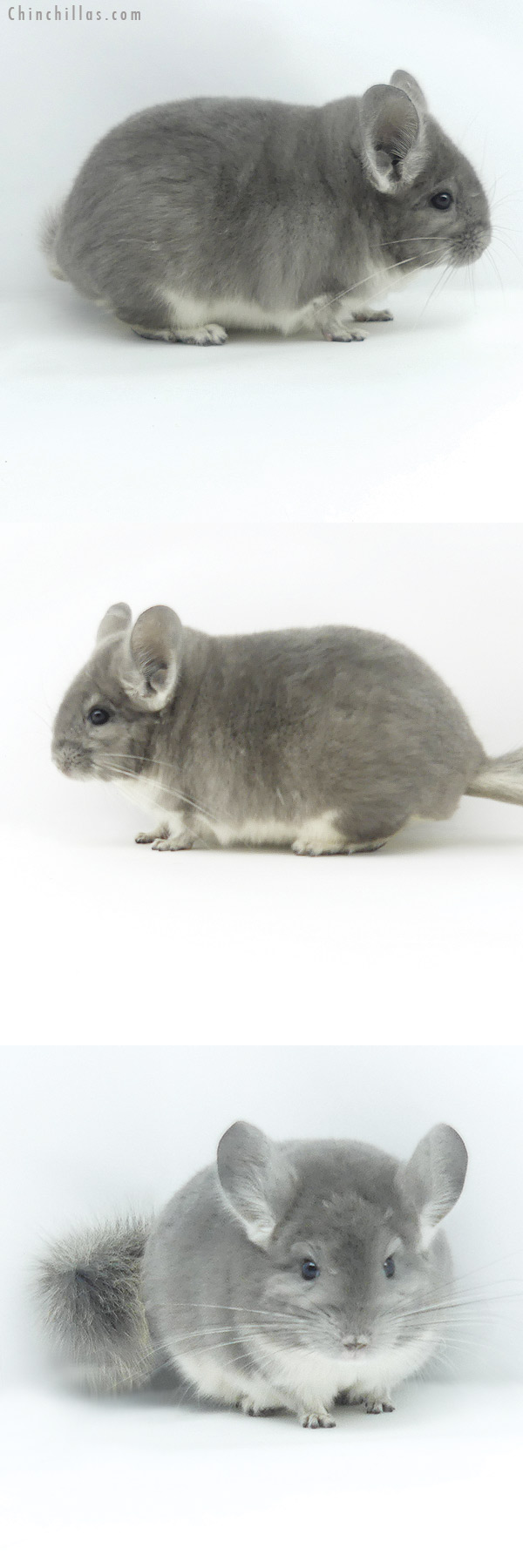 19379 Blocky Show Quality Violet Male Chinchilla