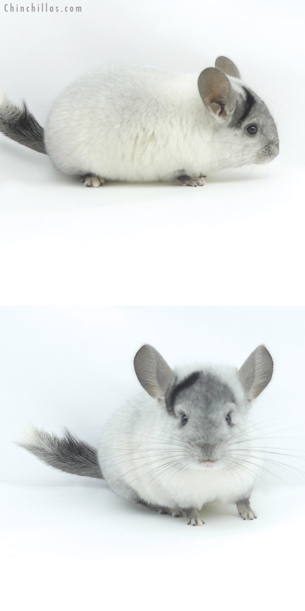 19382 Show Quality Unique White Mosaic Female Chinchilla