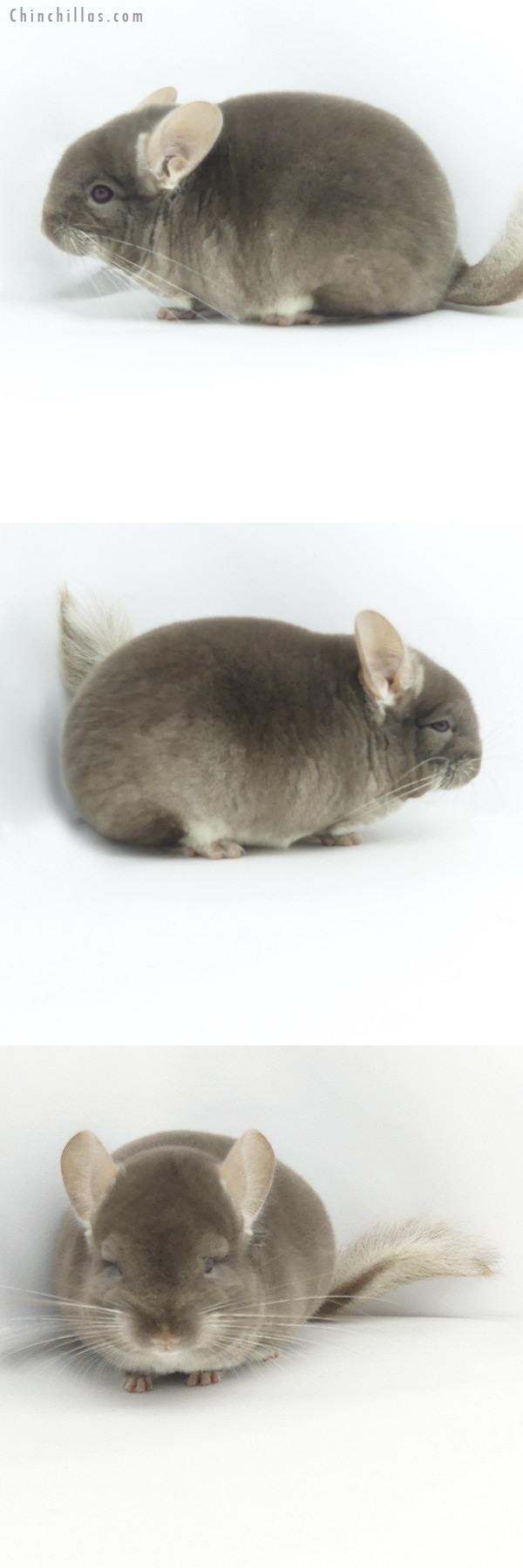 19383 Blocky Brevi Type Show Quality TOV Beige / Brown Velvet Female Chinchilla