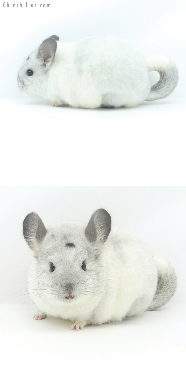 19384 Premium Production Quality White Mosaic Female Chinchilla