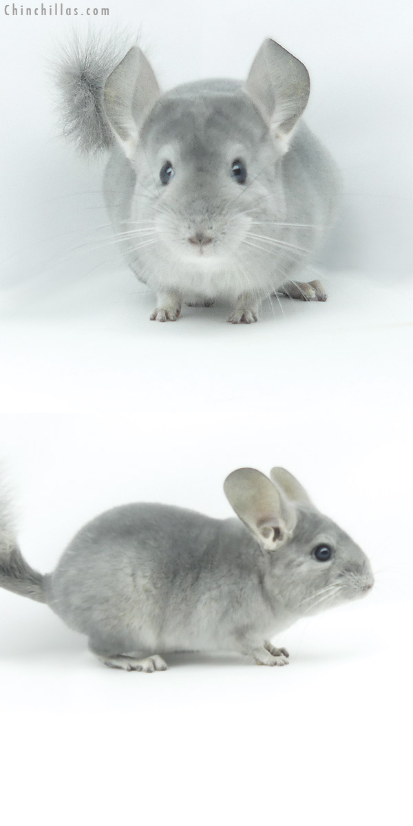 19385 Show Quality Blue Diamond Female Chinchilla