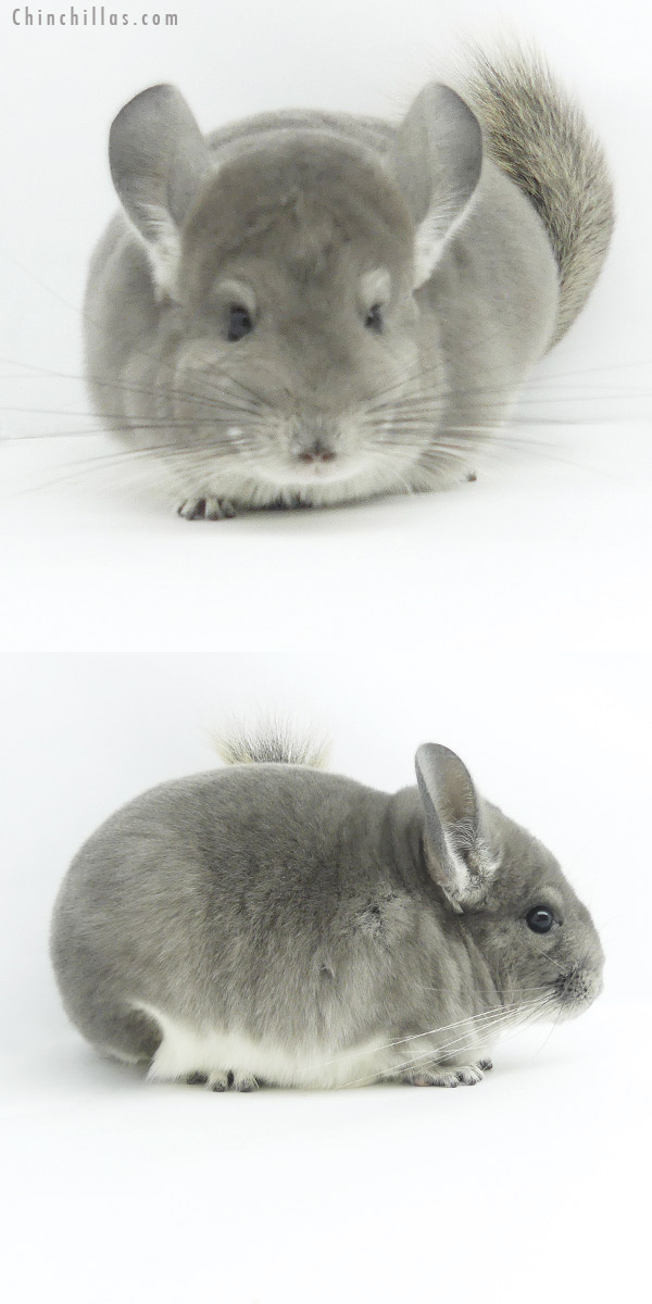 19386 Herd Improvement Quality Violet Female Chinchilla