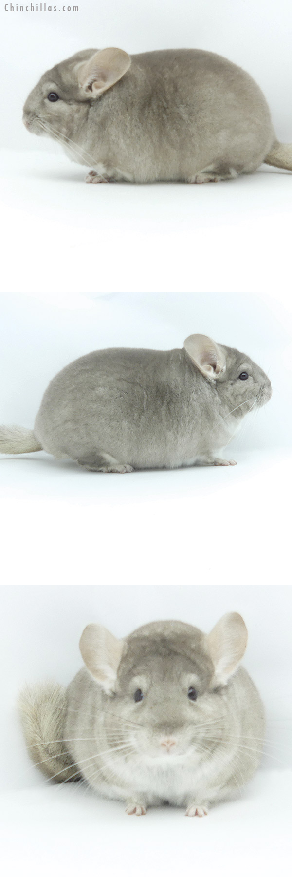 19380 Large Blocky Herd Improvement Quality Section Champion Beige Male Chinchilla