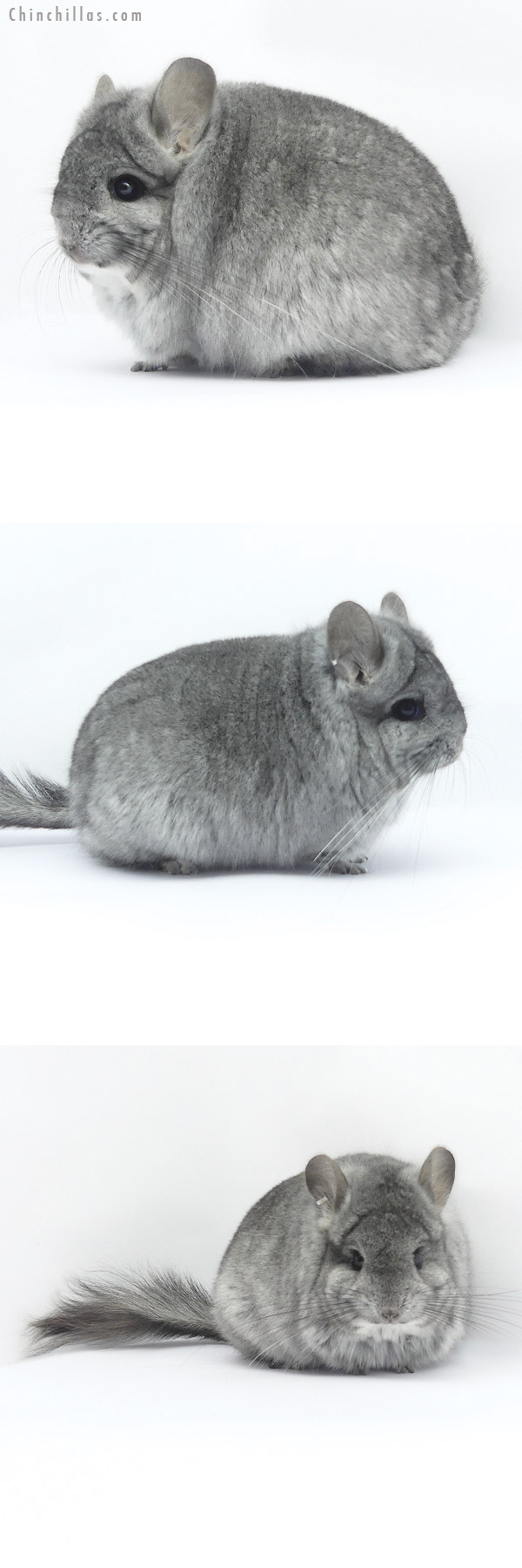 19387 Blocky Standard  Royal Persian Angora Female Chinchilla