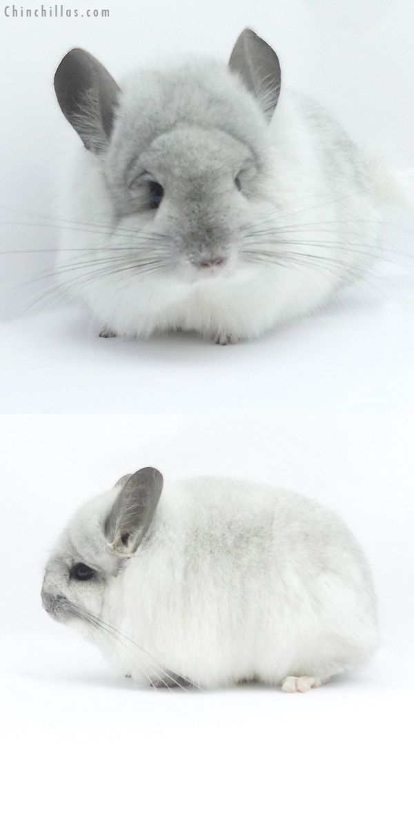 19396 Exceptional White Mosaic  Royal Persian Angora Female Chinchilla