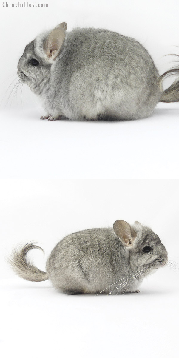 19393 Standard ( Violet Carrier )  Royal Persian Angora Female Chinchilla