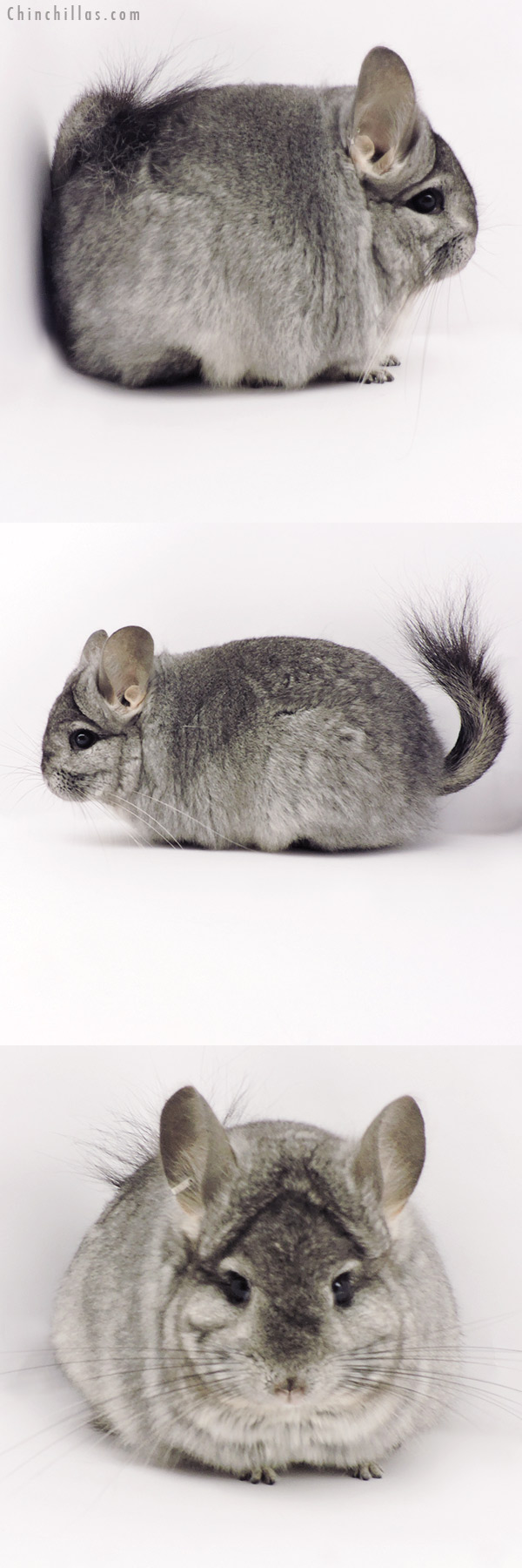 19315 Standard  Royal Persian Angora Female Chinchilla