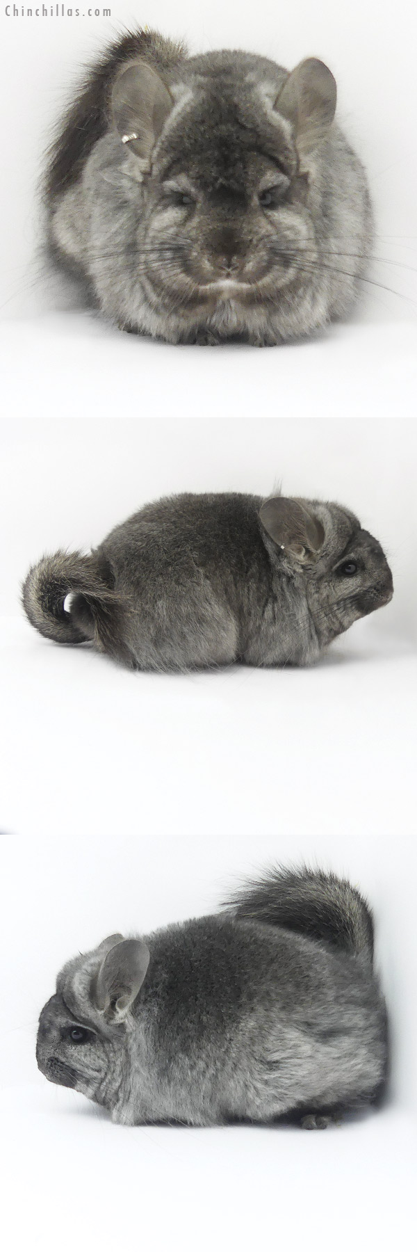 19394 Ebony G2  Royal Persian Angora Female Chinchilla