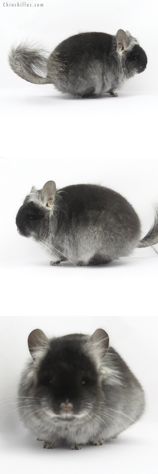 19395 Brevi Type Black Velvet  Royal Persian Angora Female Chinchilla with Ear Tufts